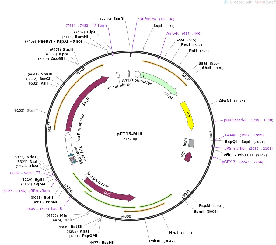 addgene-plasmid-26092-sequence-12250-map.png