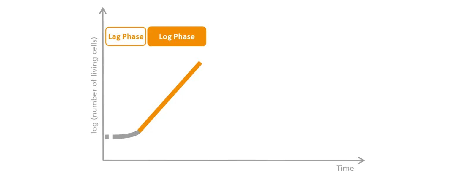 Schematic-representation-of-the-log-phase_2048x800-1536x600.png
