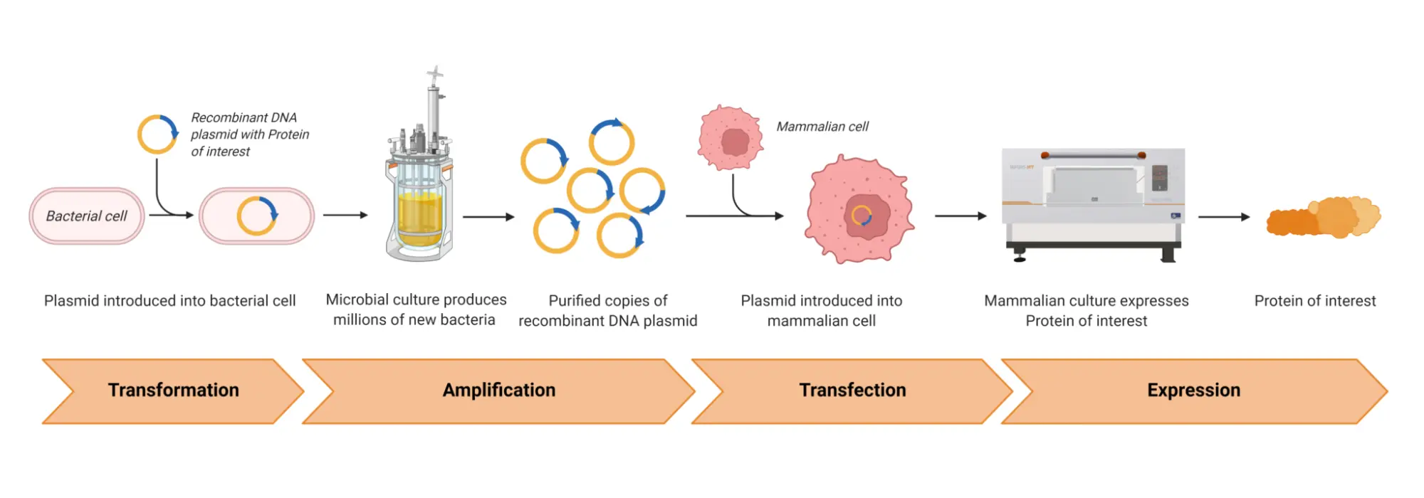 Amplification-of-DNA-Fragments-Inserted-into-a-Plasmid-1-2048x717.png