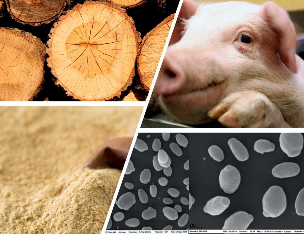 Stock images with wood, pig, microbial protein and yeast cells