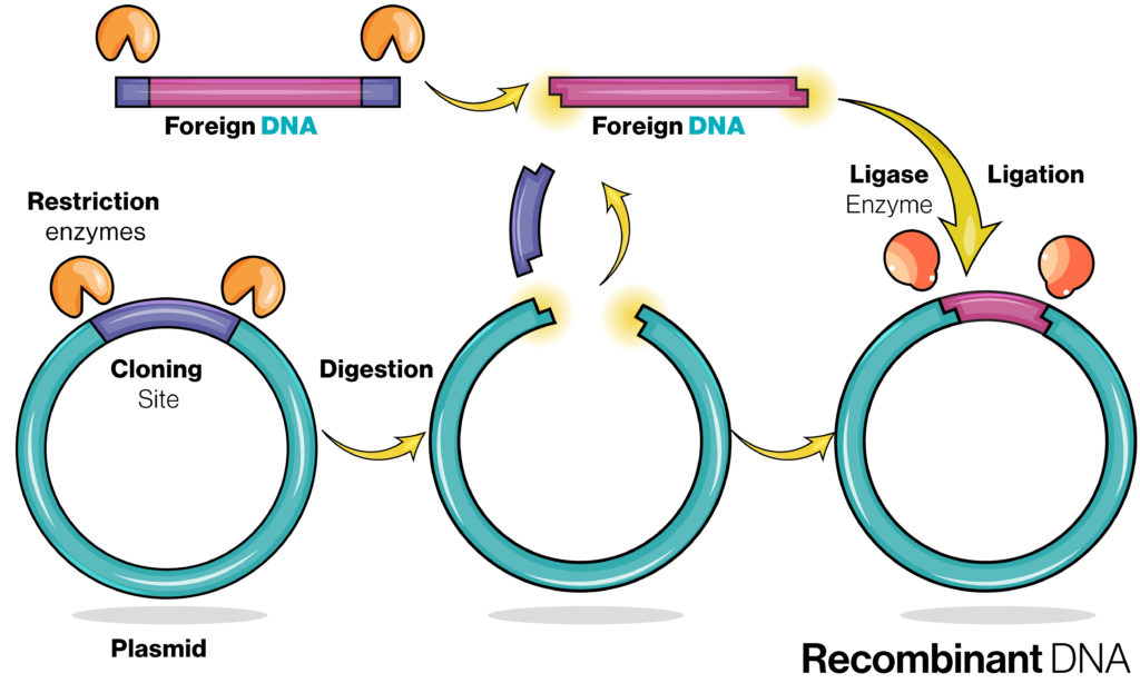Schematic design of recombinant DNA for protein expression