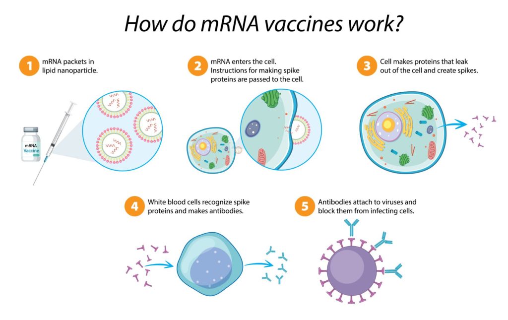 Schematic Representation of how mRNA vaccines work