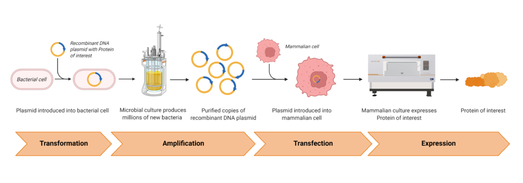 From Gene to Protein, using transient transfection